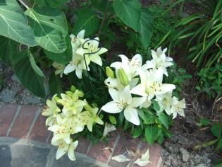 Asiatic lilies