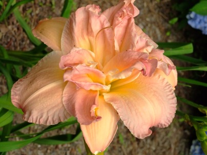 four colored peach, pink, lavendars, and yellow daylily, June 25, 2013