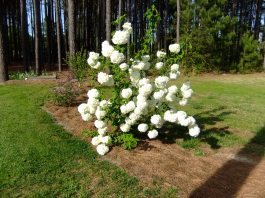 Snowball bush belonging to neighbor, Dora