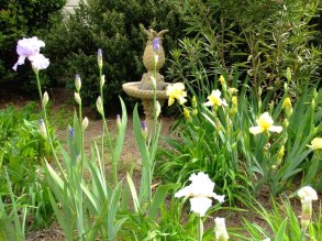 front garden with iris 2