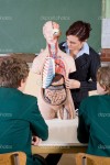 Young female teacher teaching human anatomy at biology class